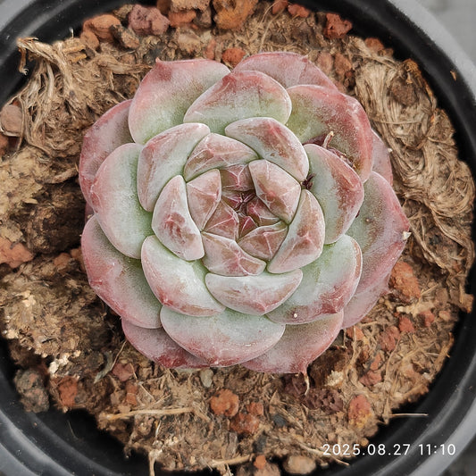 XQ438 アルバビューティー x アイススピリット（9cm pot）