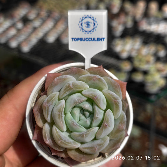 22866 アイスドリーム