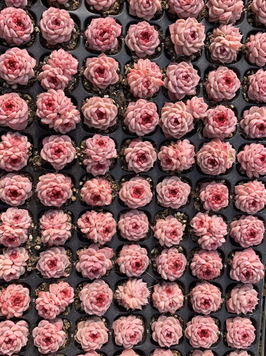 25402 レッドベルベット