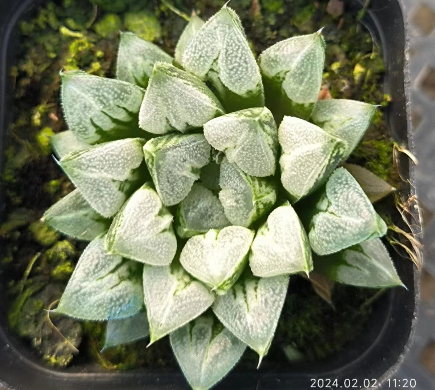 ハオルチア 普通苗 – Top Succulent®
