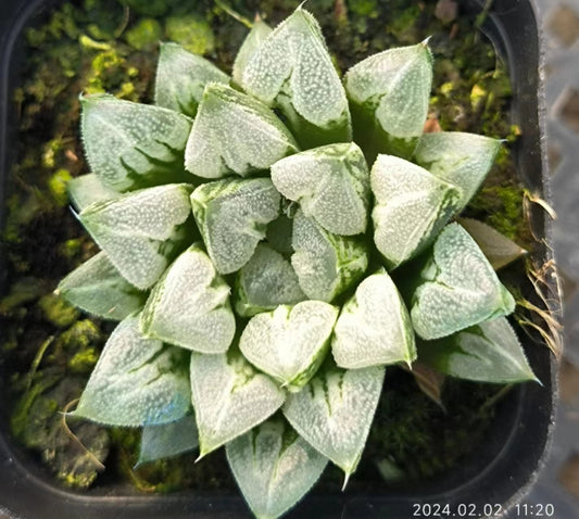 T2590 ラプハ一ト（6.5cm pot）