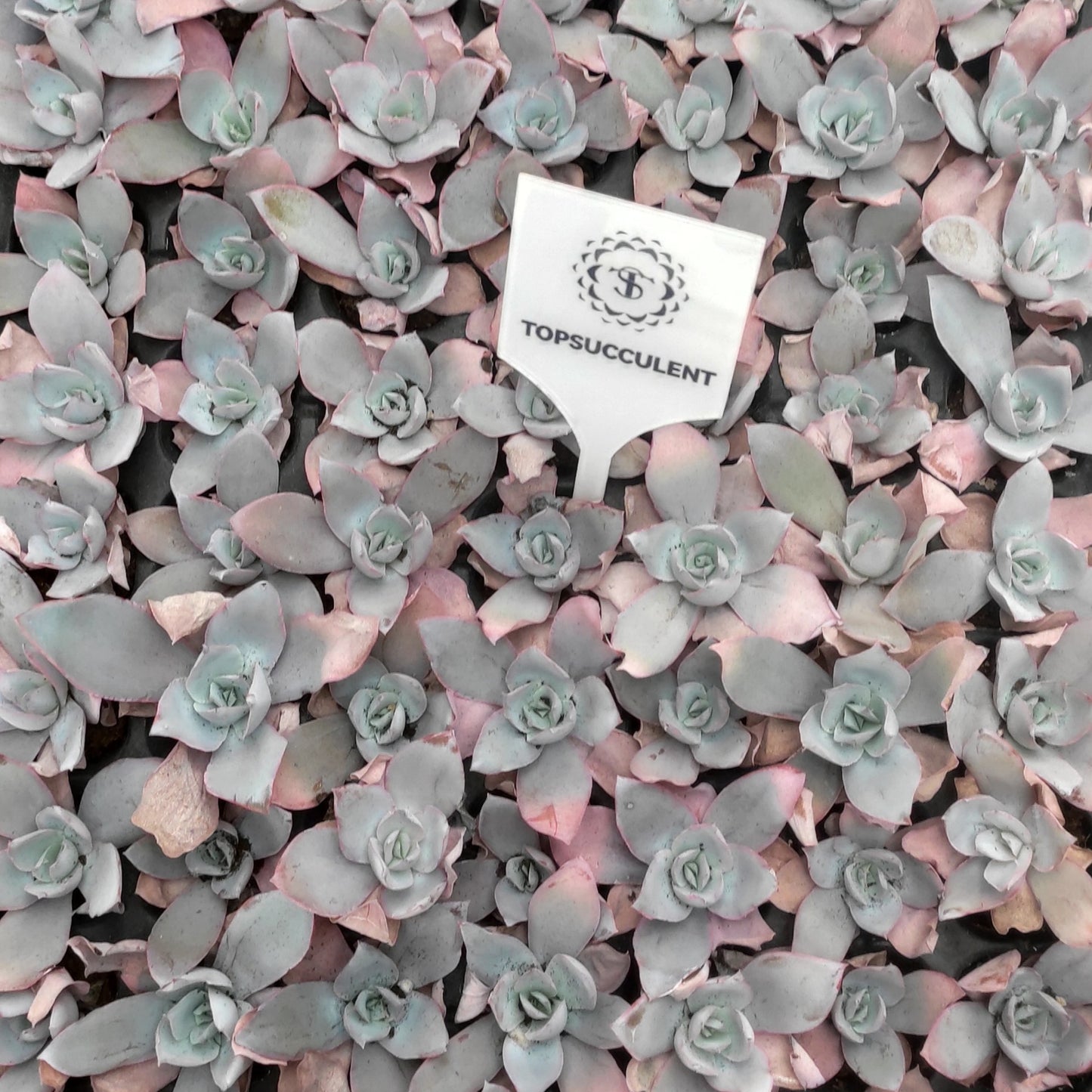 20654  カンテ（3cm pot）（ポット苗）