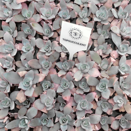 20654  カンテ（3cm pot）（ポット苗）