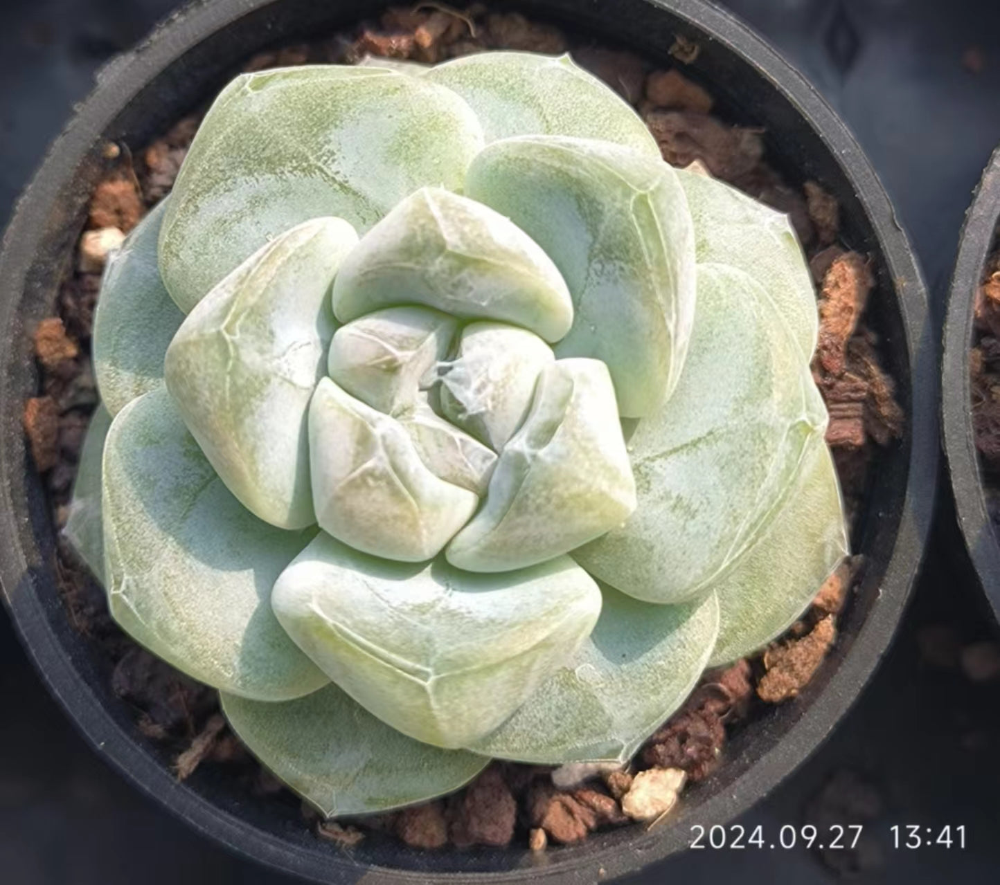 エケベリア 普通苗 20241003 – Top Succulent®