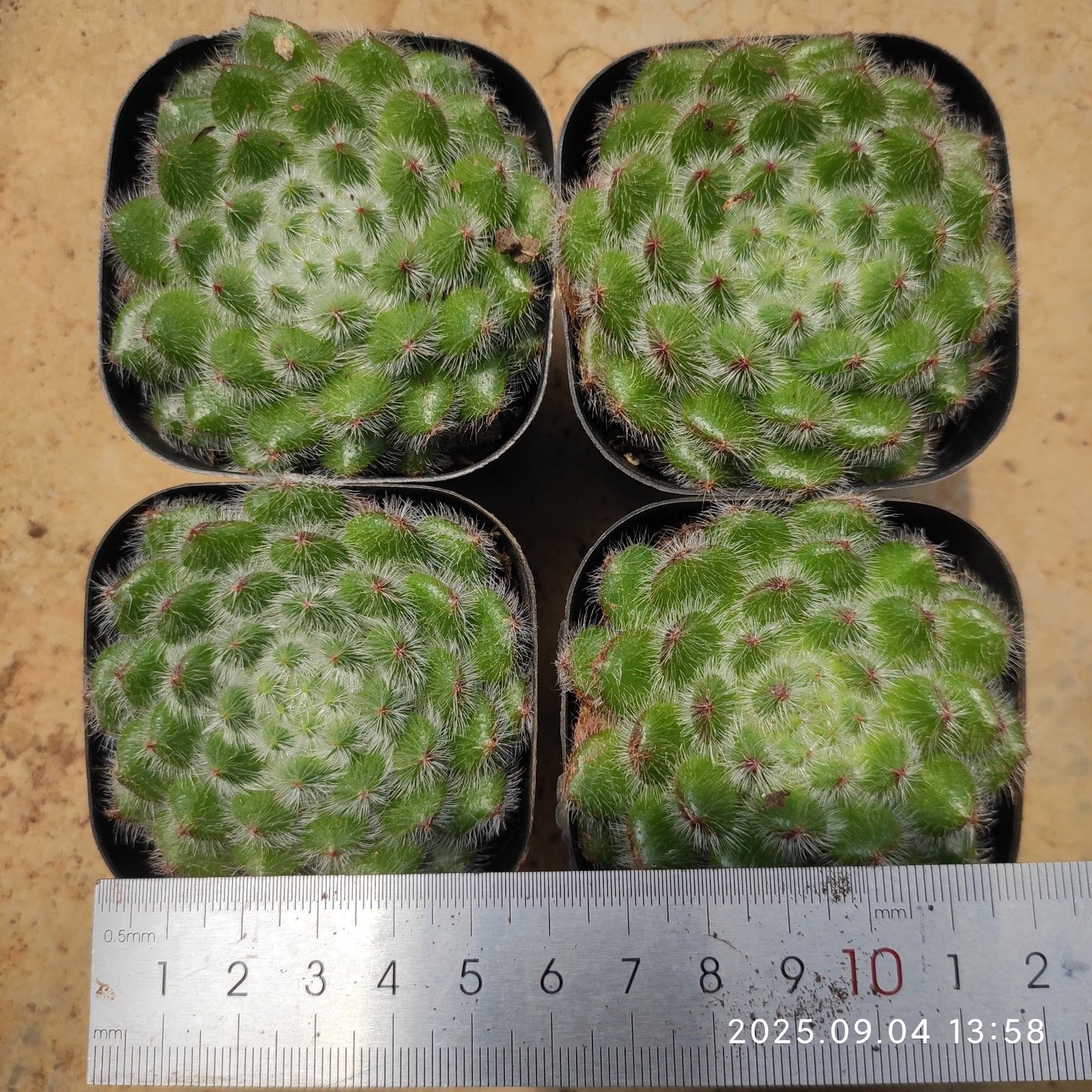 MMY634 ゴールデン フルーツ（6.3cm pot）