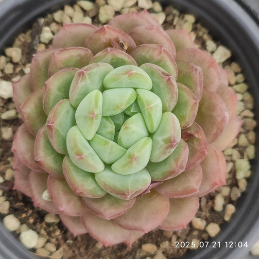 MMY1116 ゴールドスピンク(9cm pot)