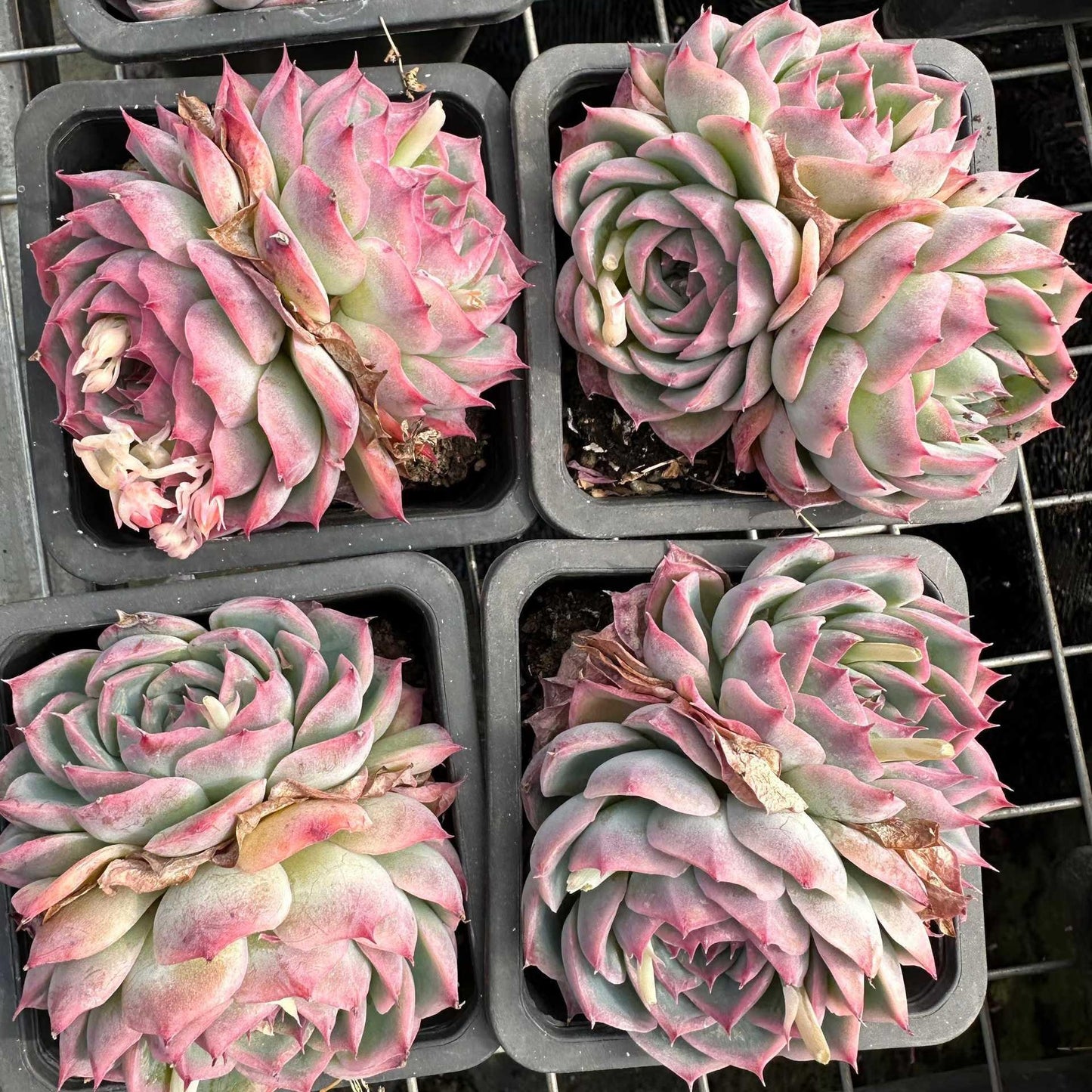 24337 シルエット