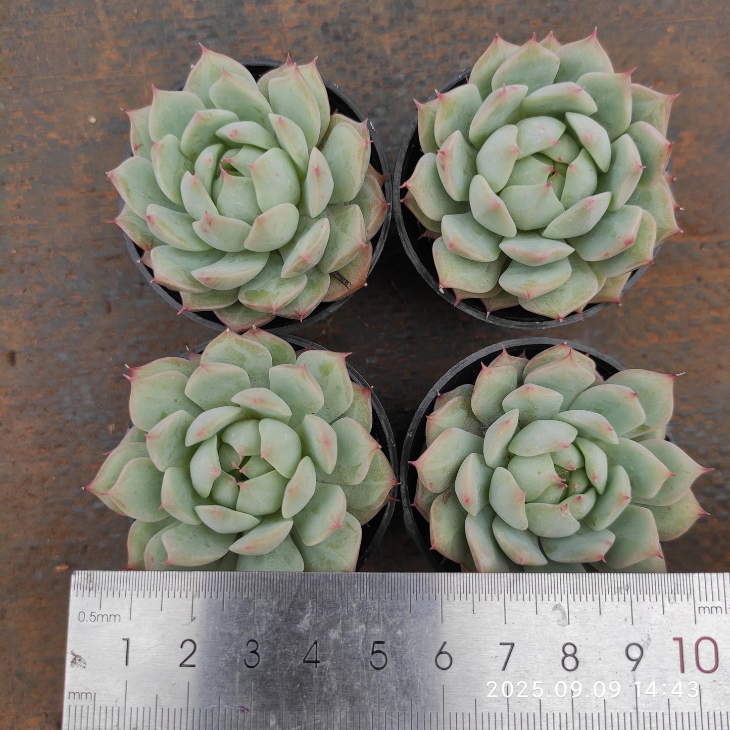 MMT100 ティッピー（5.5cm pot）