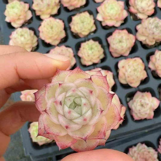 23627 マルガンhyb（3cm pot）