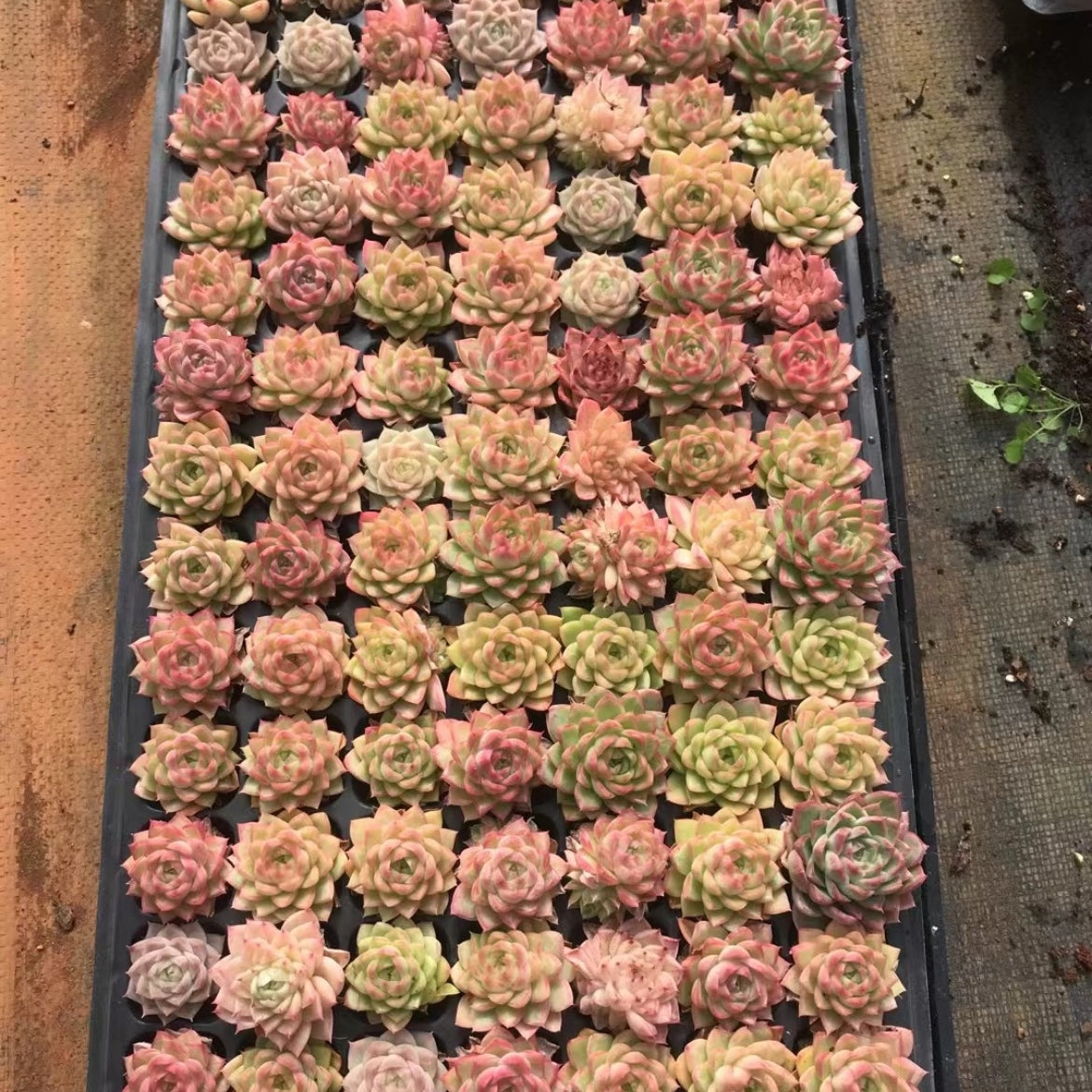 23369 クイーン（3cm pot）（ポット苗）