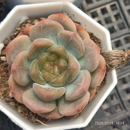 FFH326 レッドラバー（6.5cm pot)