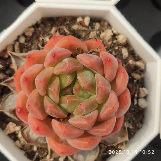 WWA343 ムーン　ストーン x アギャボイデズ （7cm pot）