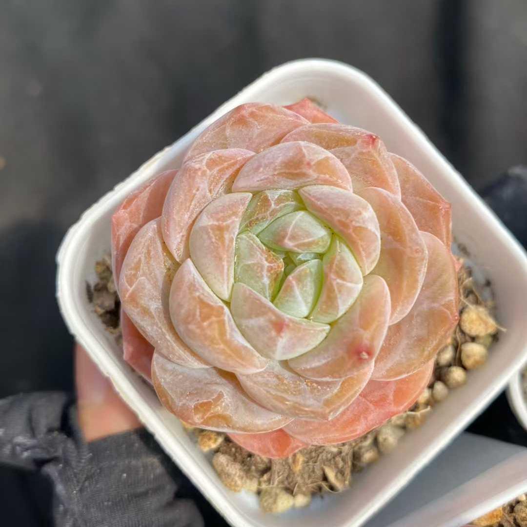 商品一覧 – Top Succulent®
