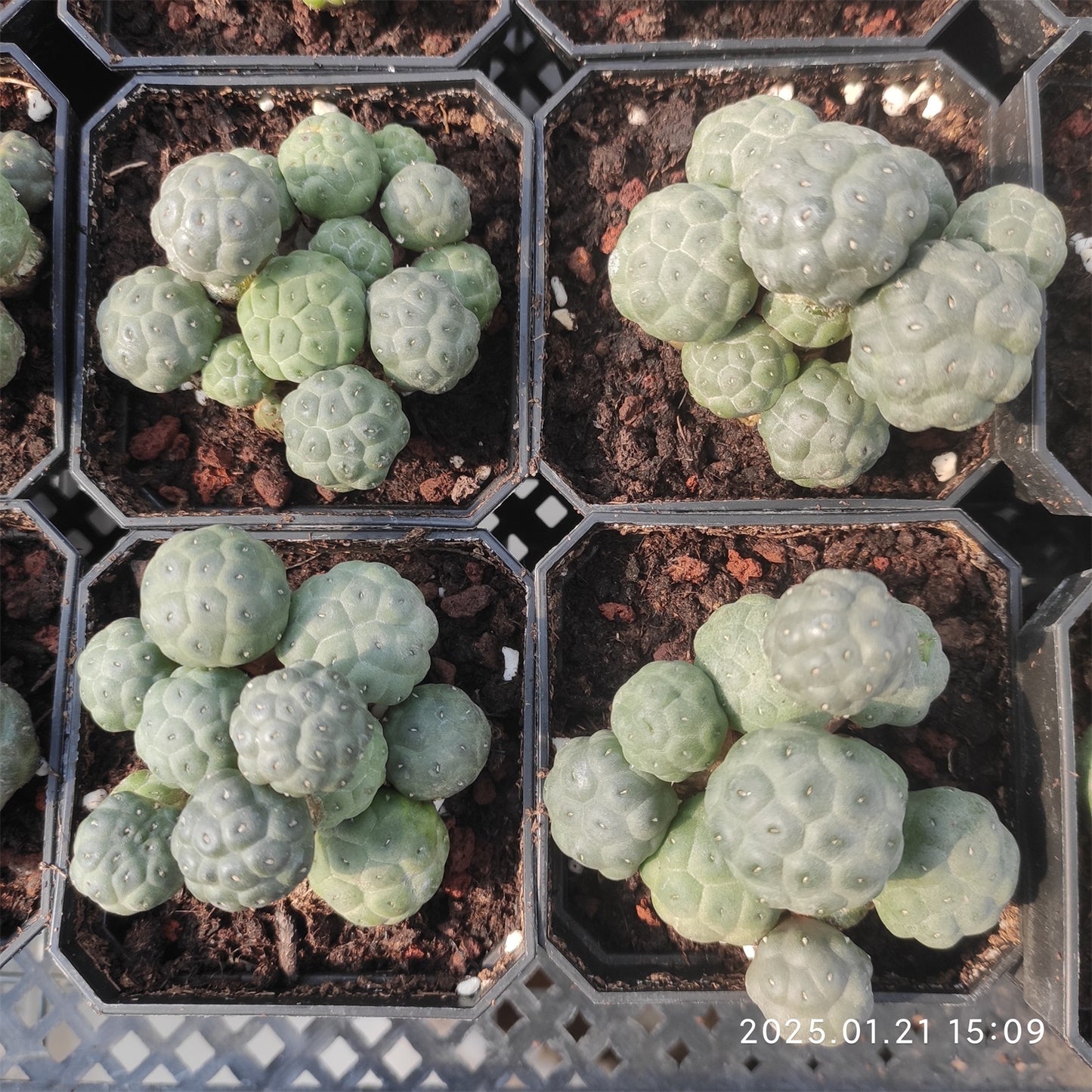 ZL057  プナ・ポンニアエ（7cm pot）