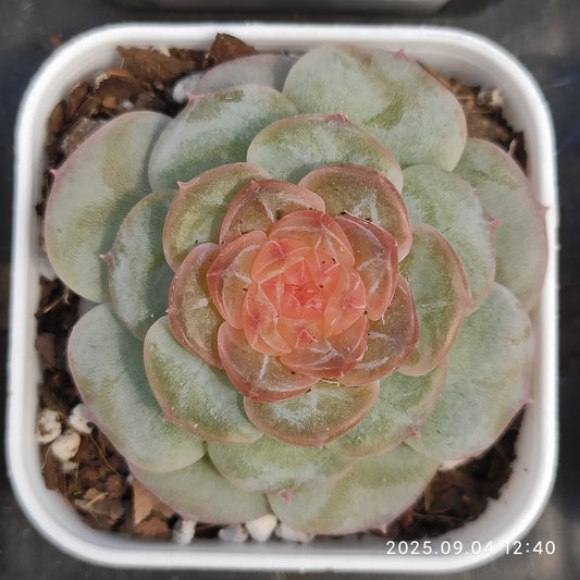 MMY1124 キャンディー　ハートHyb（6.3cm pot）