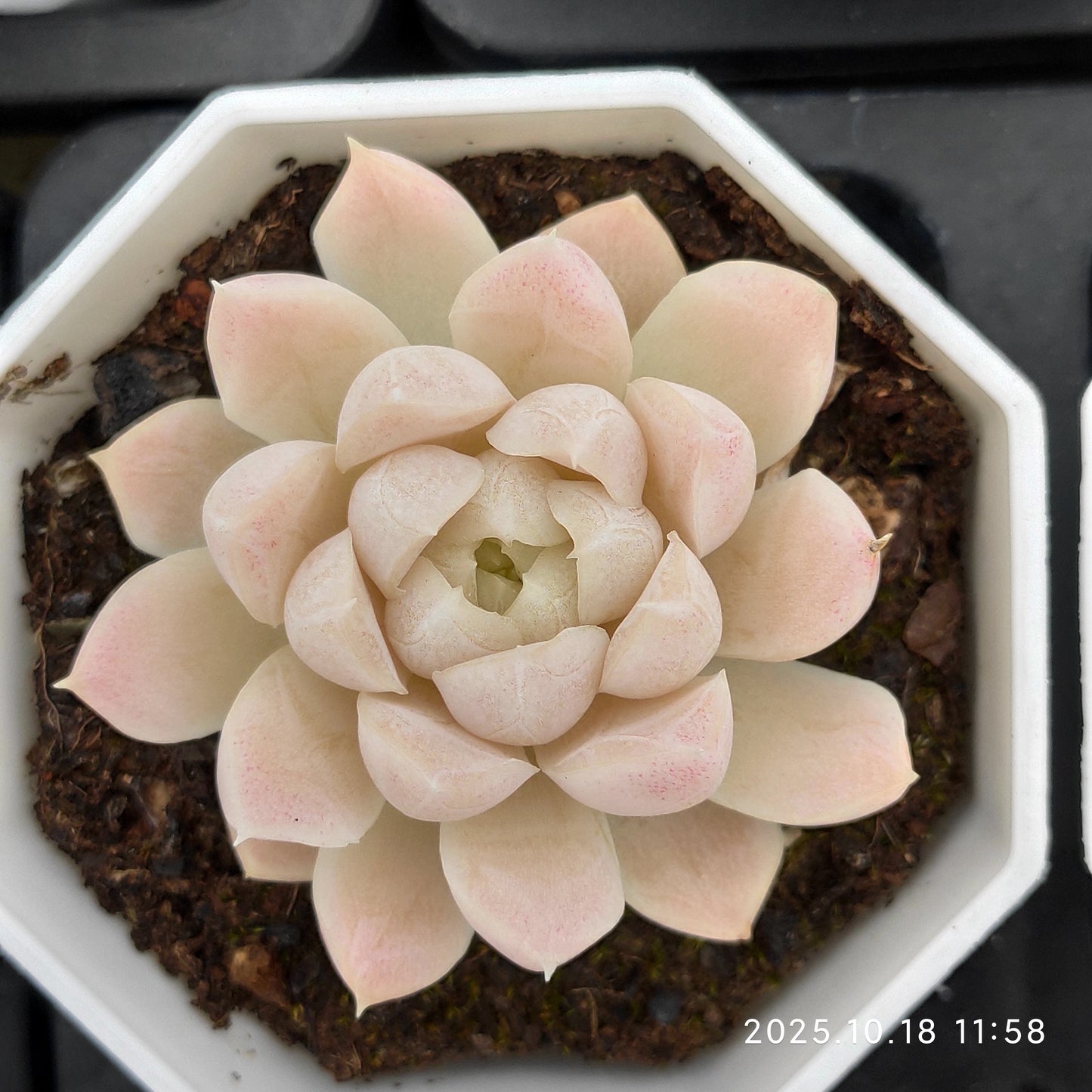 YBB107 ヒューミリス（7cm pot）