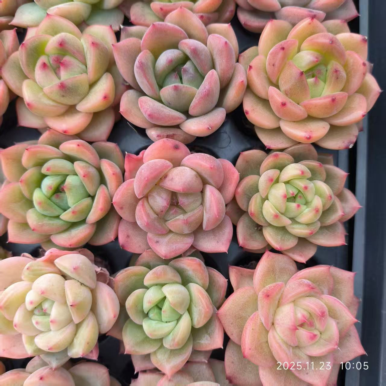 22411 ジェニファーHyb（3cm pot）（ポット苗）