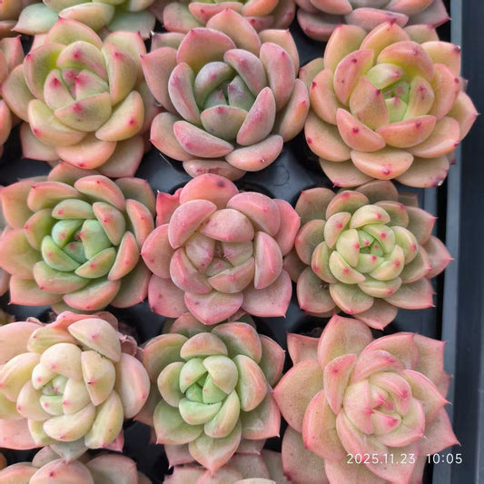 22411 ジェニファーHyb（3cm pot）（ポット苗）