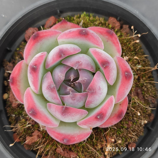 LMM389 コーローラッター Hyb（6.5 cm pot）