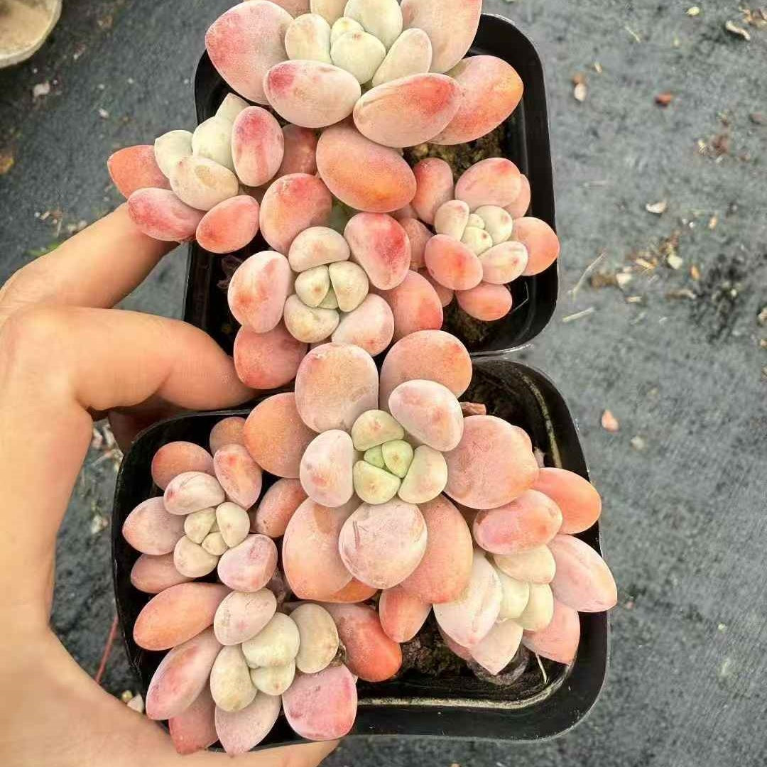 24444 レジェンド