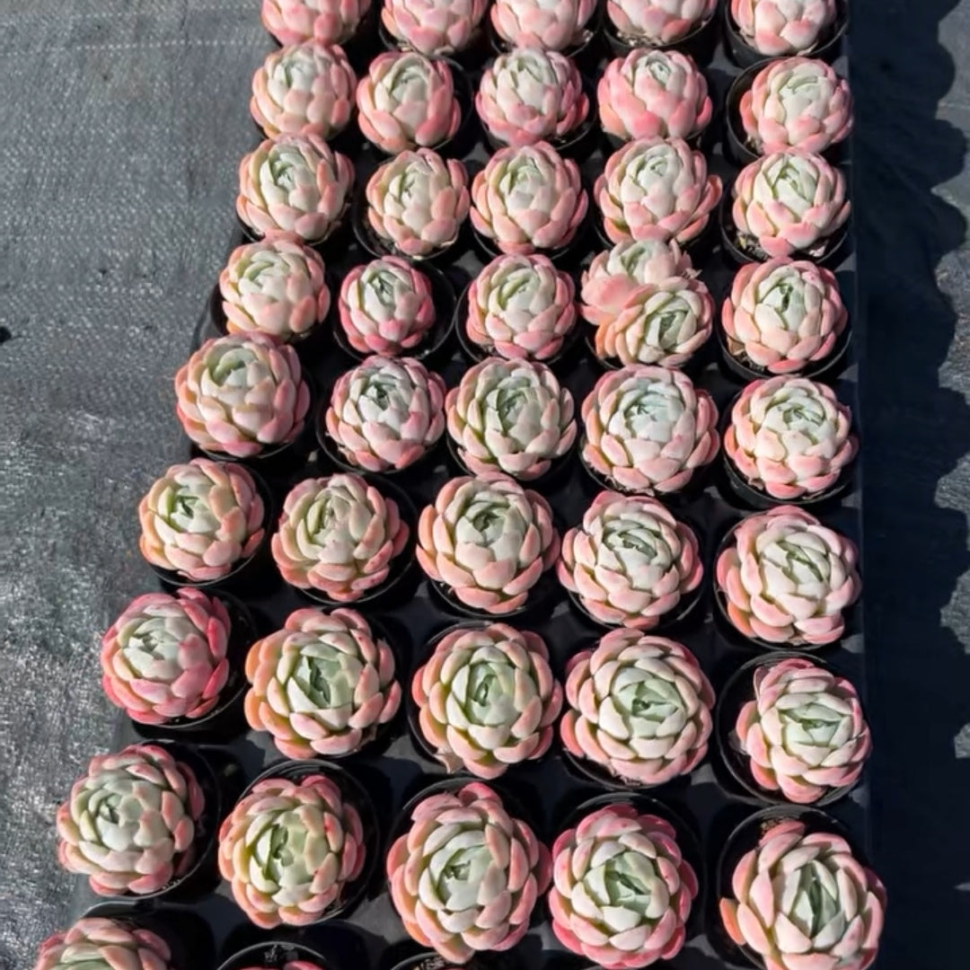 23651 ベリー（5cm pot）