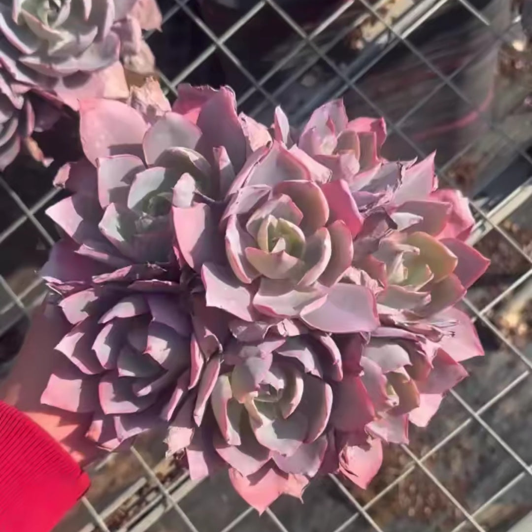 24596 アフターグロー