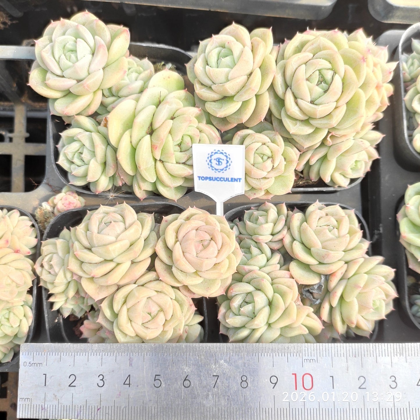 24883 アンバーヴェール