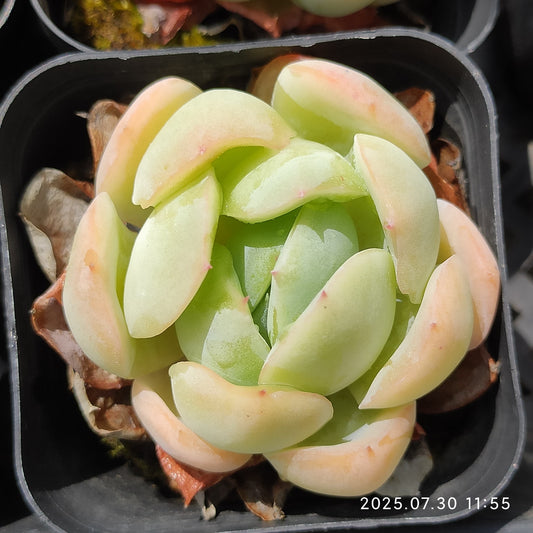 QN840 レッド　エレガンスHyb（6.5cm pot）