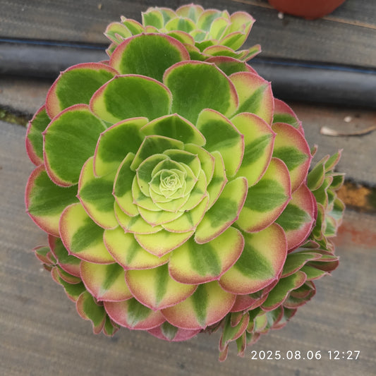 THH053 ビーナス（15cm pot）