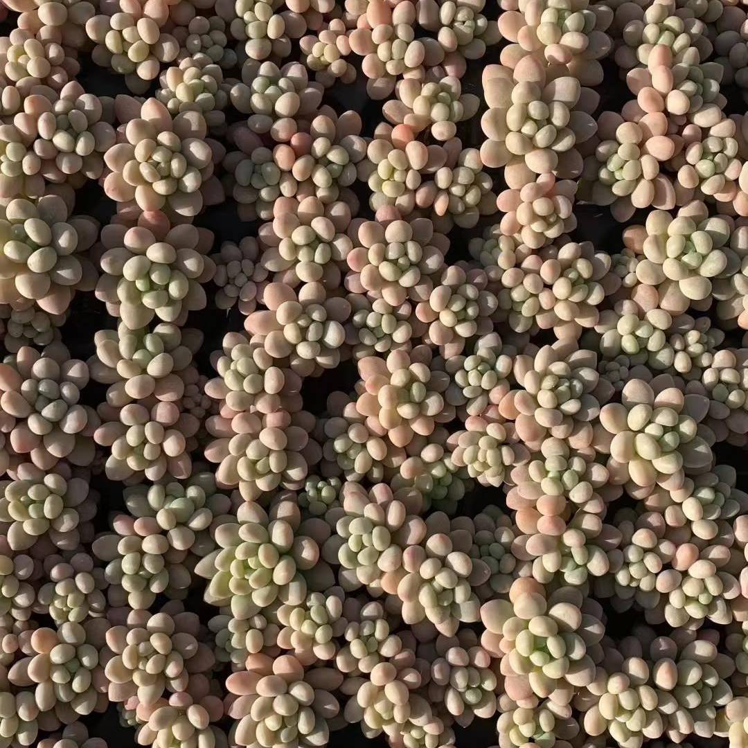 23443 ロココ（3cm pot）（ポット苗）