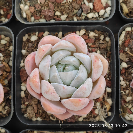 LB022 アイス　スピリット（7cm pot）