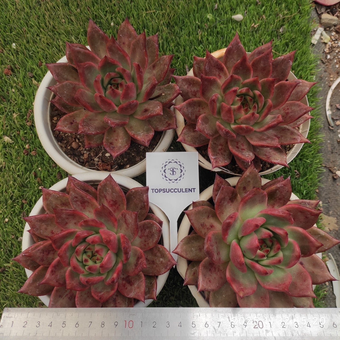 22532  アギャボイデズ　ピンク　ダイアモンド（16cm pot）