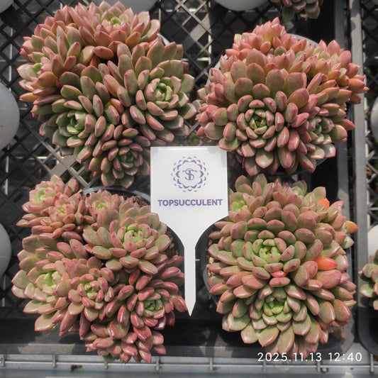 20913  ピンクルビー（11cm pot）