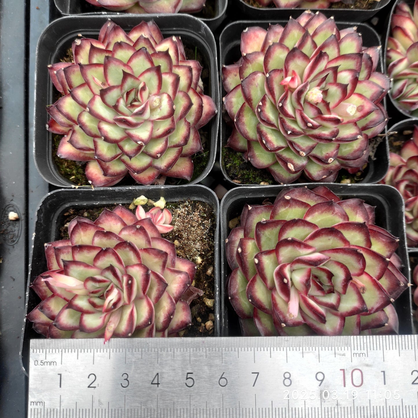 QN722 メキシコプリドニス(6.5cm pot)