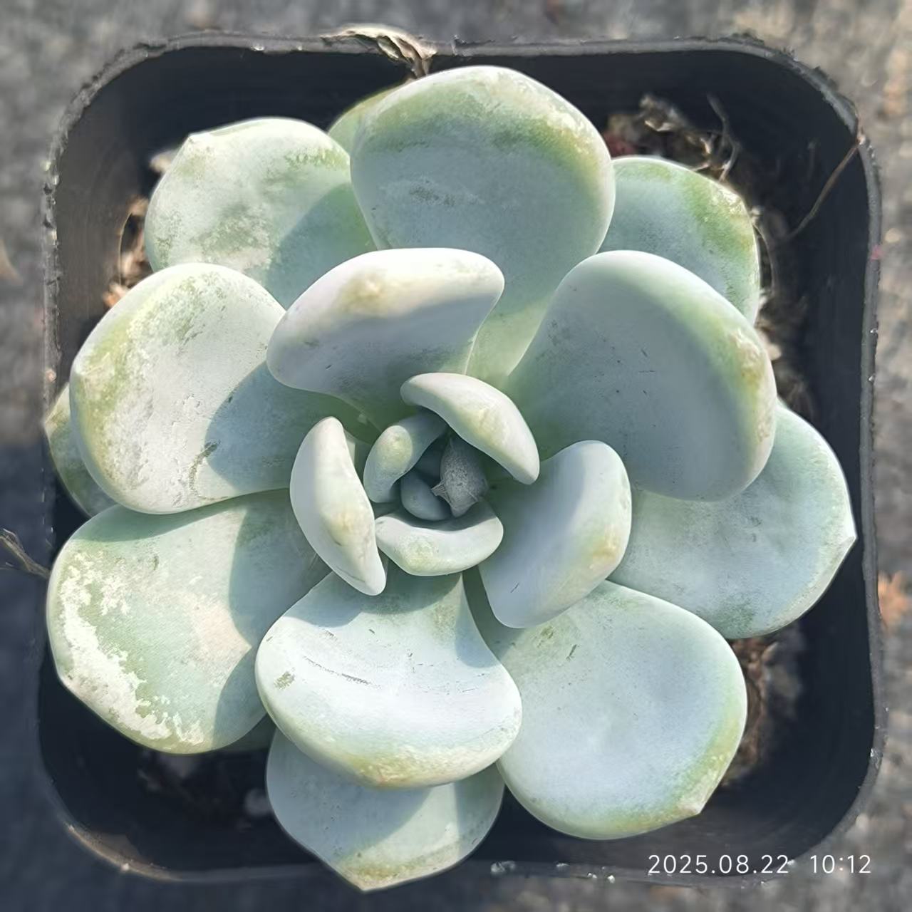 LYC107 ゴールドブーケ（6.5cm pot）