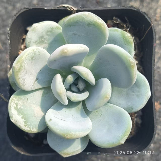LYC107 ゴールドブーケ（6.5cm pot）