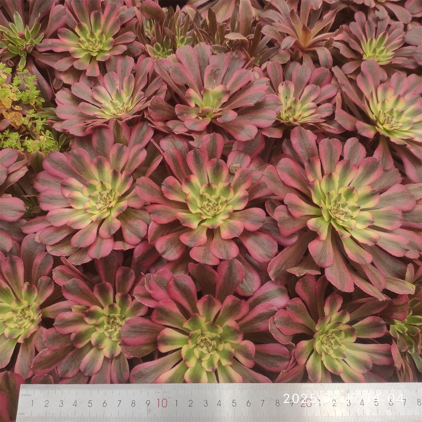 YS231 アエオニウム　ピンクダイヤモンド（9cm pot）
