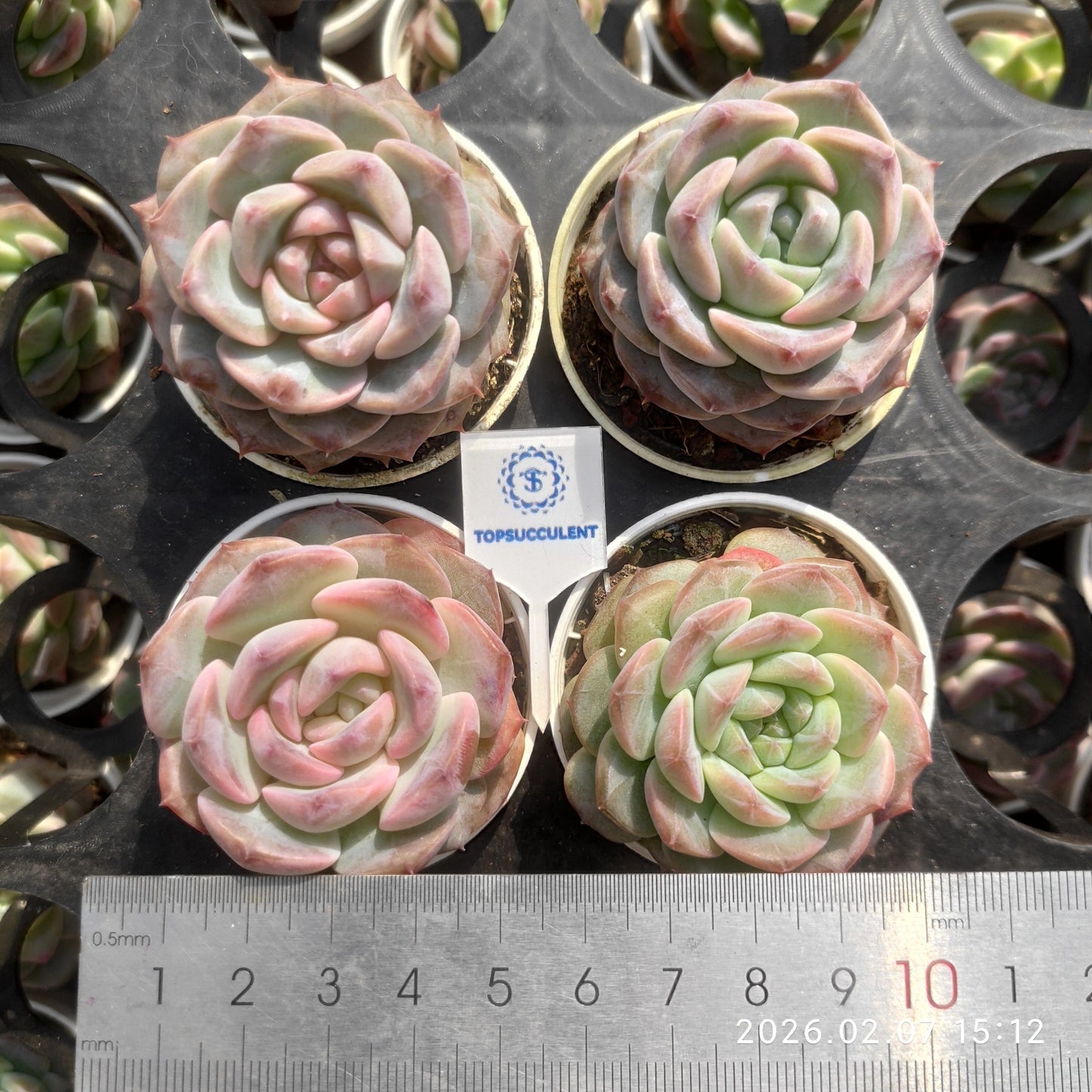 25594 バイオレット　ドリーム