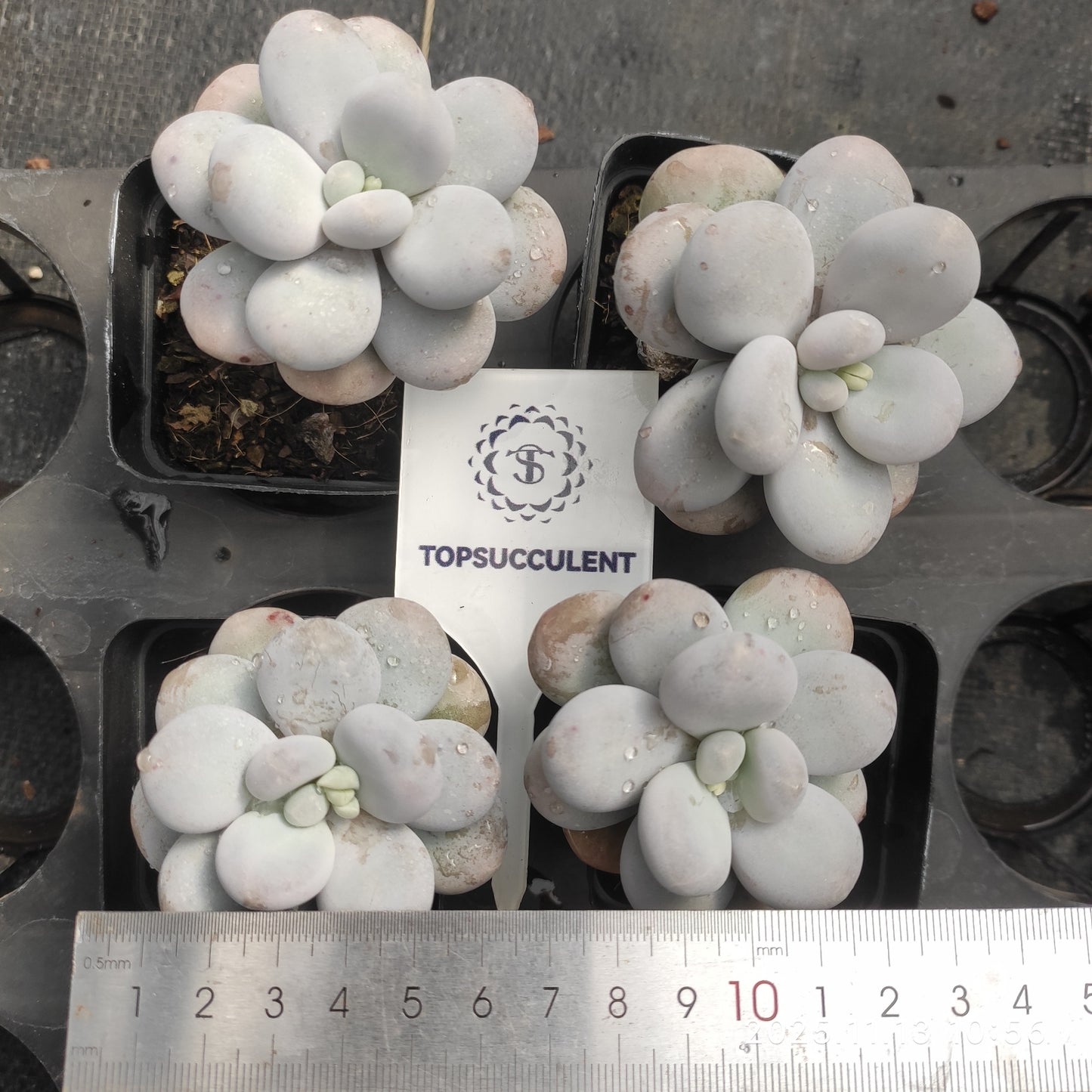 6846 オビファーラム　ムーン　ストーン（7cm pot）