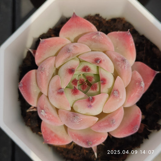 YBB129 チワワエンシス（7cm pot）