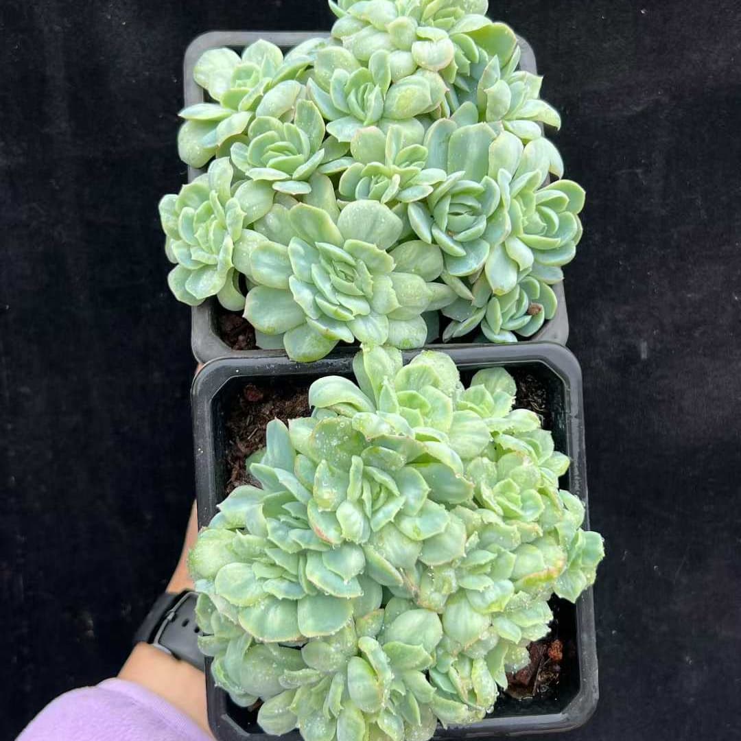 22545  バブル　クロス（12.5cm pot）