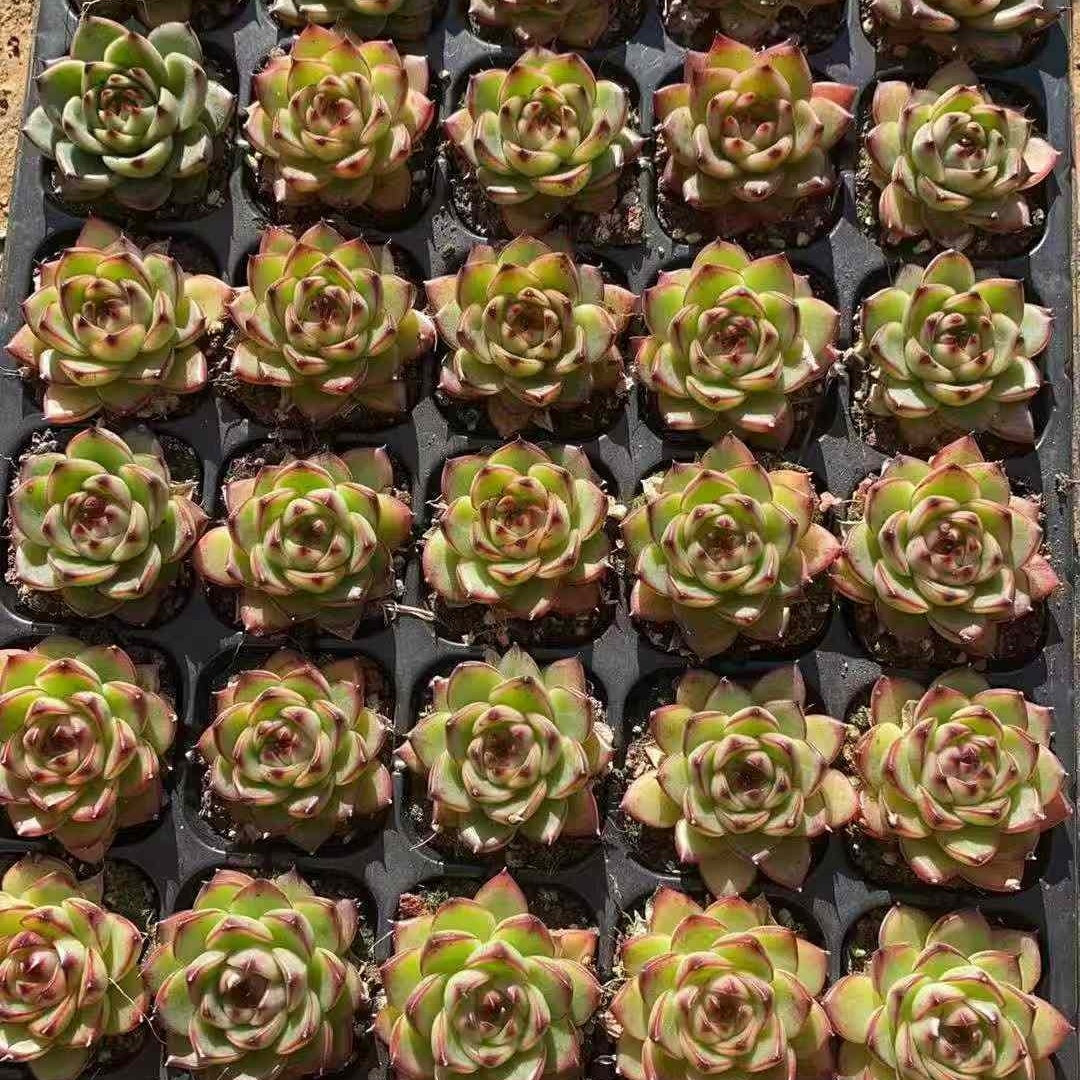 23582 ムーンストーン（3cm pot）