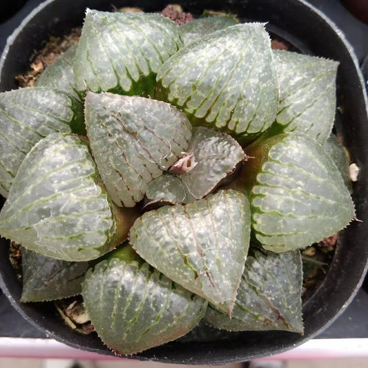 20212 カンタ口一プアイランド（6.5cm pot）