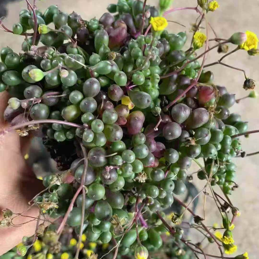 23645 ローリーエーナス