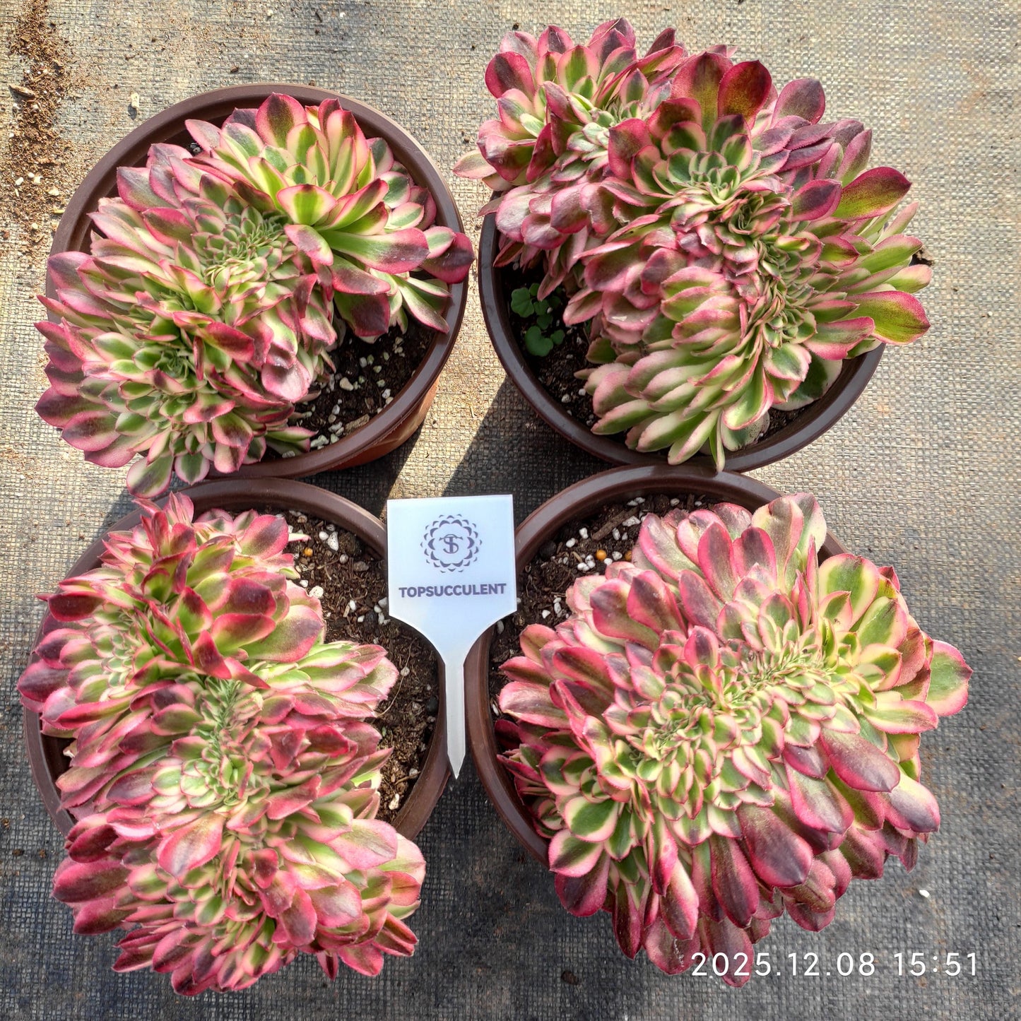 23332 ライチー綴化（18cm pot）