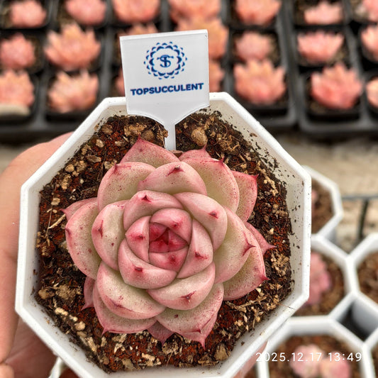 23760 ジェニファーHyb