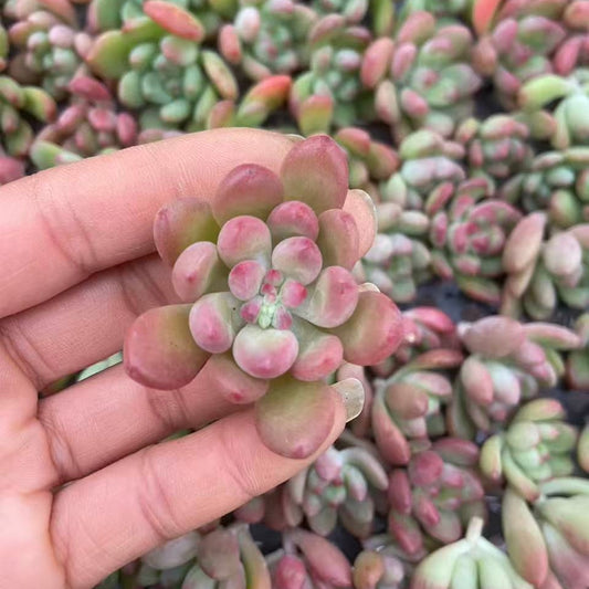 23177 トム　キャット（カット苗）