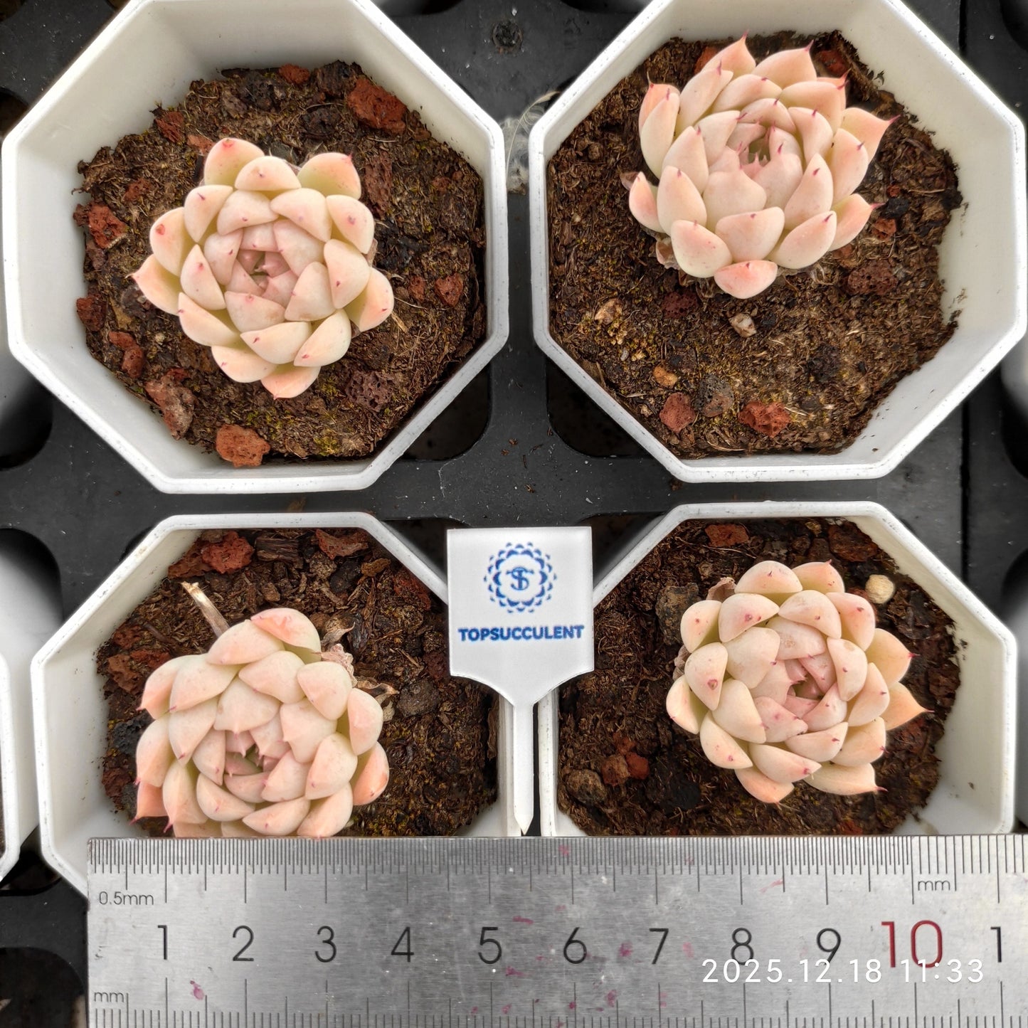 19071 レインフルーツ