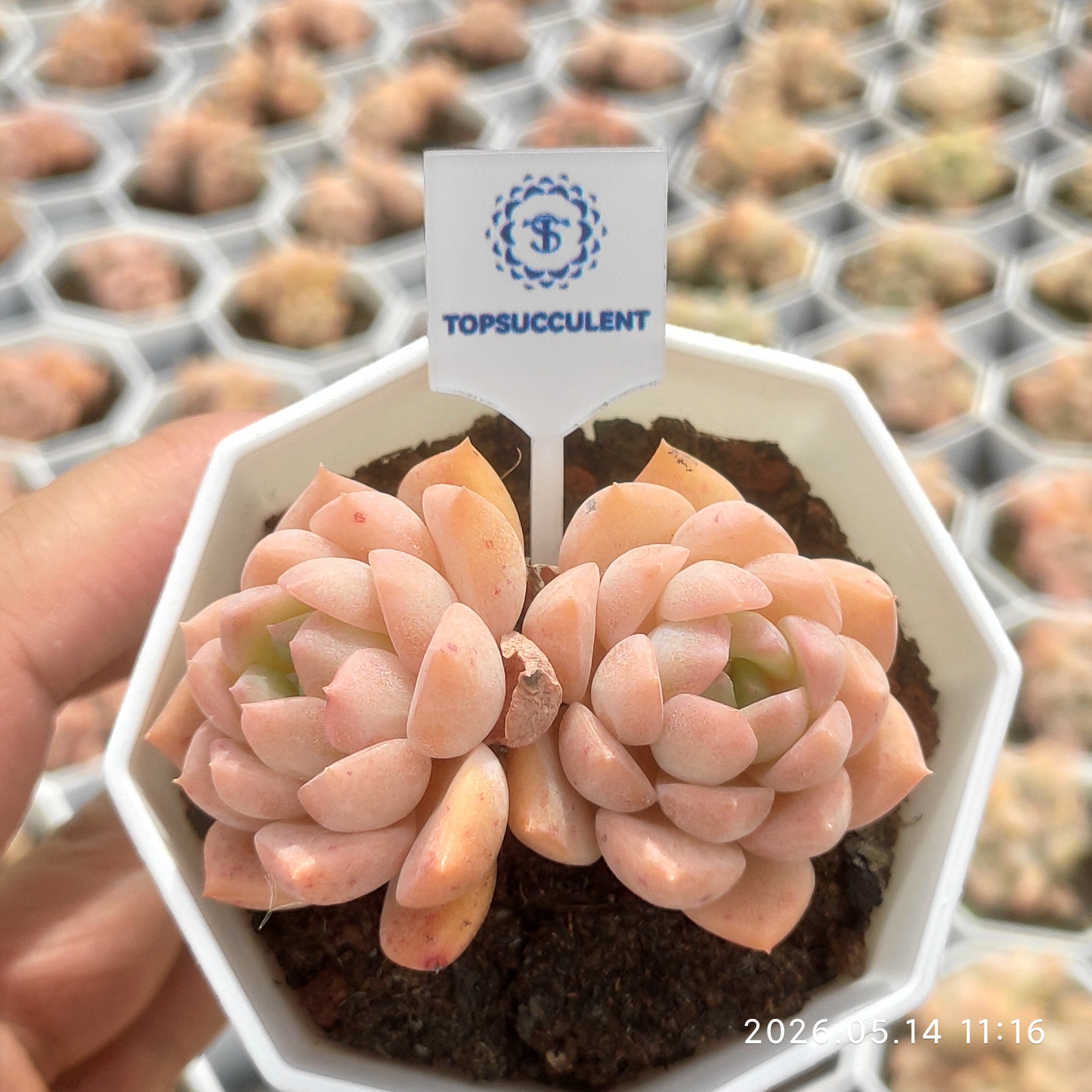 商品一覧 – Page 33 – Top Succulent®