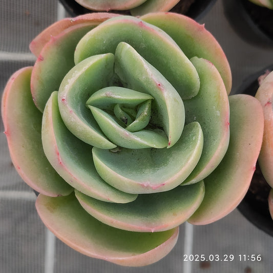 MMT822 ピーチプライド （5.5cm pot）